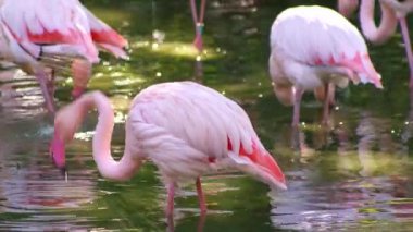 Pembe flamingo kuş gölü suyu. Flamingo hayatı. Doğa hayvanı dinleniyor.