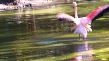 Pembe flamingo kuş gölü suyu. Kanatlarını çırpıyor. Doğa hayvanı.