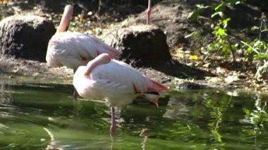 Göl suyunda uyuyan pembe flamingo kuşu. Flamingo hayatı. Doğa hayvanı.