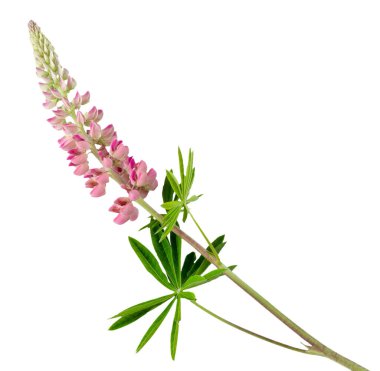 Lupine çiçeği beyaz arka planda izole edilmiş. Pembe lupin tomurcuk kesimi