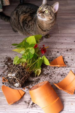 Kedi bir terracotta saksısını kırdı. Şarbonlu çiçek. Evde hayvan var.