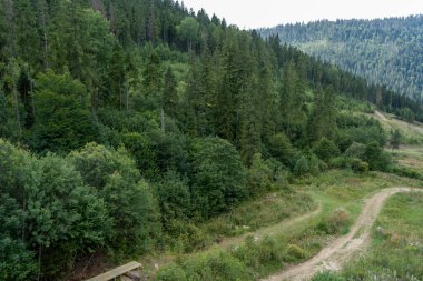 Yeşil Orman ağaçları. Doğa arkaplanı.