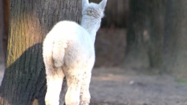 Alpaca Vicugna Pacos hayvan devenin anavatanından. Beyaz bebek lama kuyruğu.