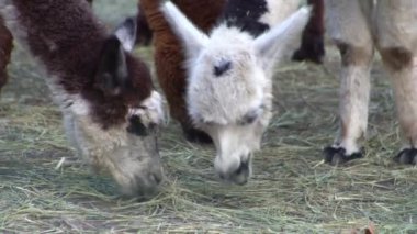 Alpaca Vicugna Pacos hayvan devenin anavatanından. Lama ot yiyor.