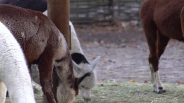 Alpaca Vicugna Pacos hayvan devenin anavatanından. Kahverengi ve beyaz renkli yün. Çiftlikteki Alpakalar.