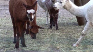 Alpaca Vicugna Pacos hayvan devenin anavatanından. Kahverengi ve beyaz renkli yün. Çiftlikteki Beyaz Lama ailesi