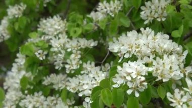 Armut çiçeği. Beyaz tomurcuklar. Meyve ağacı çiçekleri. Bahar doğası..