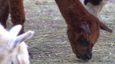 Alpaca Vicugna Pacos hayvan devenin anavatanından. Kahverengi ve beyaz renkli yün. Kaynak