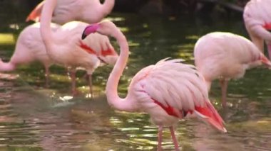 Pembe flamingo kuş gölü suyu. Flamingo hayatı. Doğal hayvan yıkama.