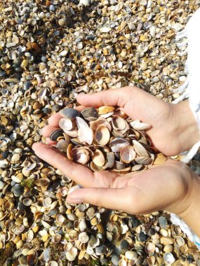 Kumsaldaki deniz kabukları. Deniz kabukları tutuyor