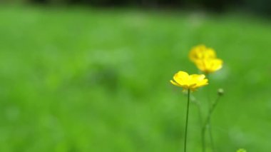 Düğünçiçeği sarısı çiçek. Yeşil doğa arkaplanı