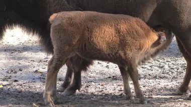 Bizon memeli kahverengi kürklü hayvan. Küçük bir buzağı annesinin memesinden süt emer. Bizon yavrusu besleniyor.
