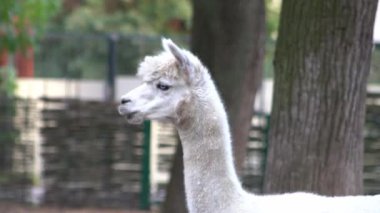 Alpaca Vicugna Pacos hayvan devenin anavatanından. Beyaz kafa