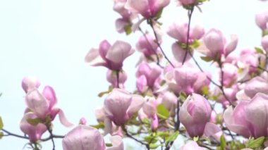 Pembe manolya çiçekleri. Bahçedeki bir ağaç dalında çiçek tomurcuğu