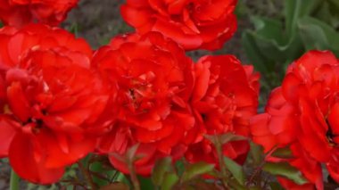 Kırmızı laleler çiçek arka planda taç tomurcuğu. Bahar bahçesi.