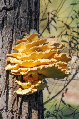 Ağaçtaki sarı mantarlar. Çoklu gözenekli mantar. Ağaç kabuğunda orman bitkisi