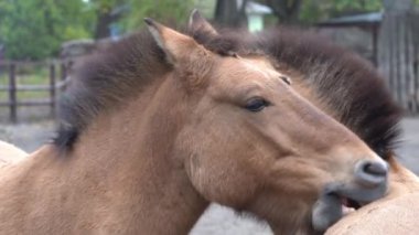 Atlar dişleriyle birbirlerini tırmalarlar. Kahverengi Przewalski At Hayvanı.