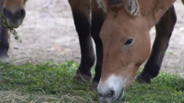 İki kahverengi at yeşil ot yer. Przewalski At Hayvanı.