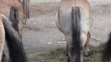 Kahverengi At. Przewalski 'nin At Hayvanı Ailesi. Arka plan kuyrukları