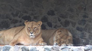 İki dişi aslan uyuyor. Hayvan Aslan uyuyor. Dişi aslan uzanıyor.