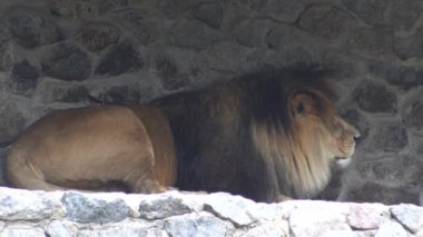 Hayvanat bahçesindeki aslan profilli hayvan. Leo büyük kedi dinlenme