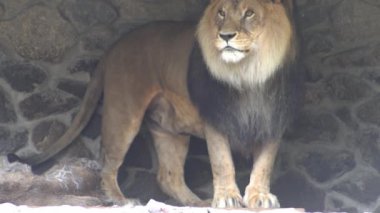 Hayvanat bahçesindeki aslan hayvanı. Leo büyük kedi. Durur ve yalar.