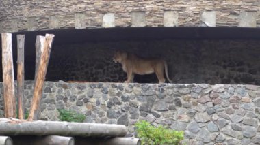 Dişi aslanlara yakın çekim. Hayvanat bahçesindeki büyük vahşi kedi. Ayakta