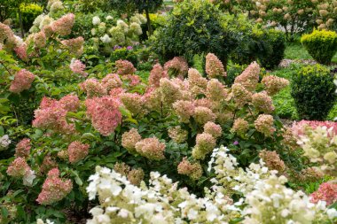 Ortancalar çiçek açar. Pembe tomurcuk, Hydrangea çiçek bitkisi, hortensiya çiçeği.