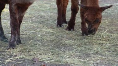 Alpaca Vicugna Pacos hayvanları yemek yer. Kahverengi ve beyaz renkli yün.
