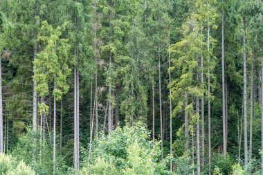 Yeşil Orman ağaçları. Doğa arkaplanı.