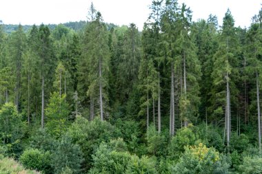 Yeşil Orman ağaçları. Doğa arkaplanı.