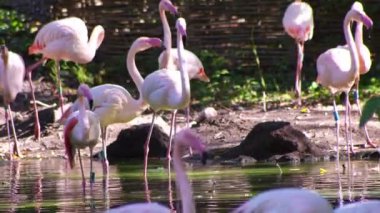 Pembe flamingo kuş gölü suyu. Flamingo hayatı. Doğa hayvanı.