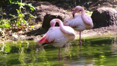 Pembe flamingo kuş gölü suyu. Flamingo hayatı. Doğa hayvanı.