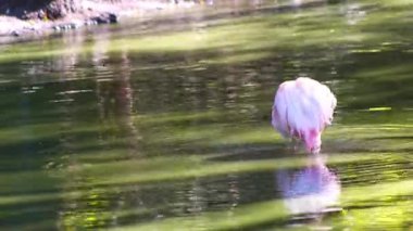 Pembe flamingo kuş gölü suyu. Flamingo hayatı. Doğa hayvanı.