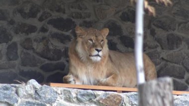 Dişi aslanlara yakın çekim. Hayvanat bahçesinde yaşayan vahşi bir kedi..