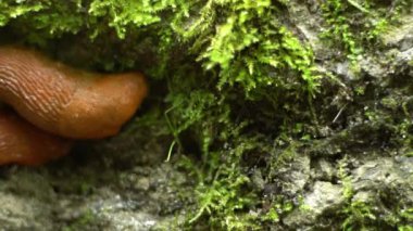 Yosun tutmuş sümüklüböcekler. Vahşi hayvan.