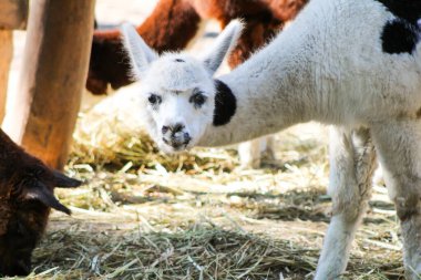 Alpaca Vicugna Pacos beyaz yavru hayvan görünümlü