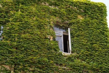Eski pencereli yeşil duvar. Sarmaşıkla kaplı ev.