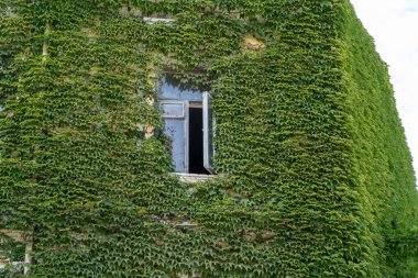 Pencereli yeşil duvar. Sarmaşık yapraklarıyla kaplı ev..