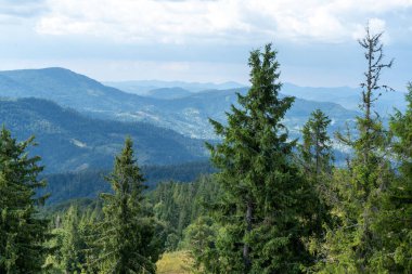 Dağlar Karpatlar 'a kadar uzanır. Tepeler, orman yeşili Smereka ağaçları.