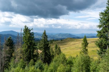 Dağlar Karpatlar 'a kadar uzanır. Tepeler, orman yeşili Smereka ağaçları. Çayır ve alan
