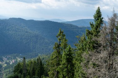Dağlar Karpatlar 'a kadar uzanır. Tepeler, orman yeşili Smereka ağaçları.