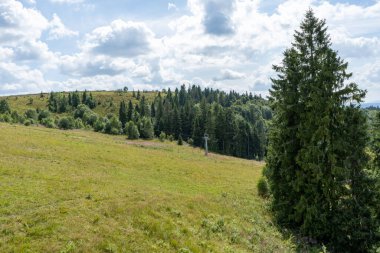 Dağların yakınındaki ormandaki çayırda. Yazın doğa. Ağaçlar ve çimenler. Çam kozalaklı kozalaklı tarla