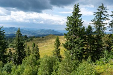 Dağlar Karpatlar 'a kadar uzanır. Tepeler, orman ve çayırlar. Yeşil vadi. Çam ağaçları