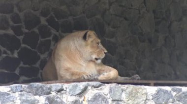 Dişi aslan koltuğu. Hayvanat bahçesindeki büyük vahşi kedi.