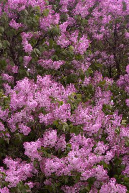 Dal açan leylak çiçekleri. Bahçe bitkisi, Doğa