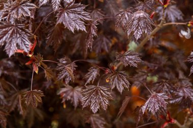 Japon akçaağaç dallarının kırmızı yaprakları. Doğanın çiçek yaprakları.
