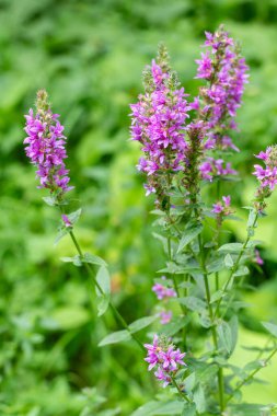 Flower Bud Lythrum salicaria plant green leaves clipart