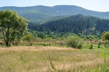 Dağlar Karpatlar 'a ait. Yazın Hill Ormanı ve Meadows Vadisi. Mavi gökyüzü. Doğa, açık hava. Alan