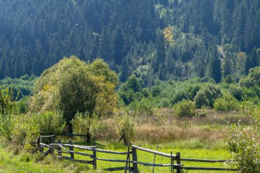 Dağlar Karpatlar 'a ait. Yazın Hill Ormanı ve Meadows Vadisi. Mavi gökyüzü. Doğa Ukraynalı açık hava